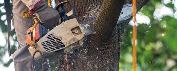 Best Lawn Pest Prevention  in Meadview, AZ