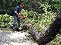 Best Tree Risk Assessment  in Meadview, AZ