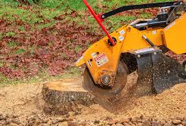 Best Storm Damage Tree Cleanup  in Meadview, AZ