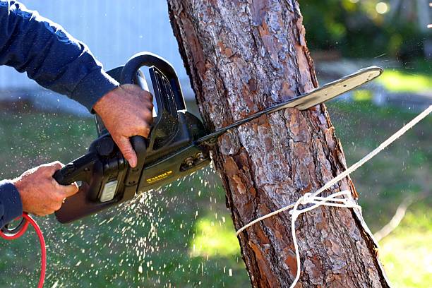 Best Soil Testing and Treatment  in Meadview, AZ
