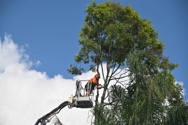 How Our Tree Care Process Works  in  Meadview, AZ