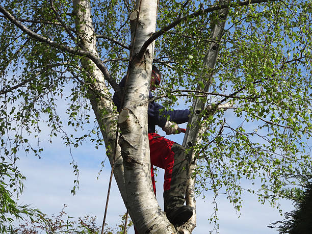 Best Leaf Removal  in Meadview, AZ