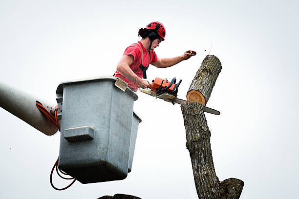 Trusted Meadview, AZ Tree Care Experts