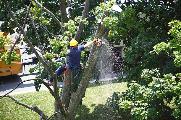 Best Pest Control for Lawns  in Meadview, AZ