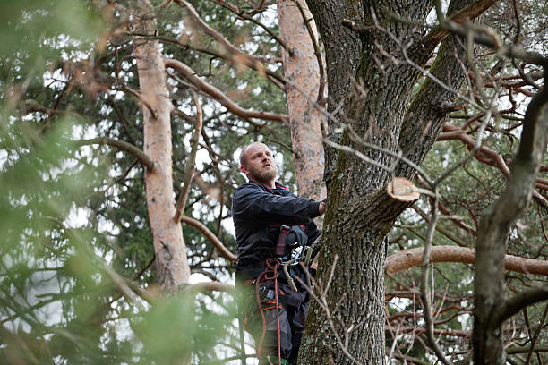 Best Arborist Consultation Services  in Meadview, AZ