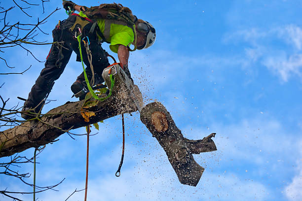 Best Emergency Tree Removal  in Meadview, AZ