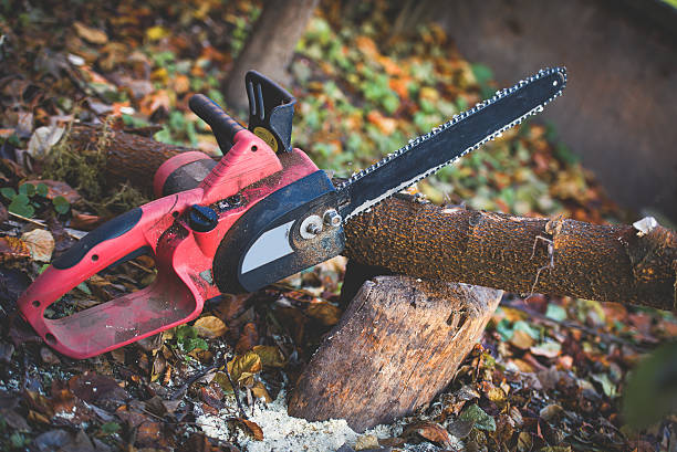 Best Hedge Trimming  in Meadview, AZ
