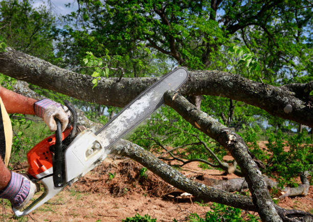 Best Tree and Shrub Care  in Meadview, AZ